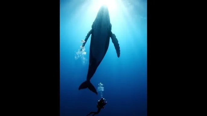 英雄联盟cdkey - 深蓝星球：探索海洋深处的未知世界